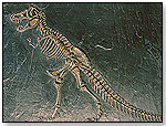 Dino Dig  Tyrannosaurus Skeleton by KRISTAL EDUCATIONAL INC.