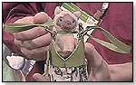 Karma - Pawparazzi Celebrity Set by NOODLE HEAD INC.