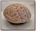 Human Brain by NOGIN SOX INC.