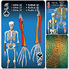 Human Skeleton Playing Cards
