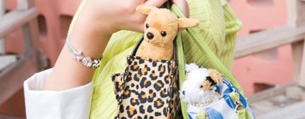 A series of trend-conscious plush pals hooks kids with an interactive website and packaging. Noodle Head's Pawparazzi
