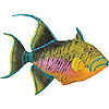 Incredible Creatures Queen Triggerfish by SAFARI LTD.