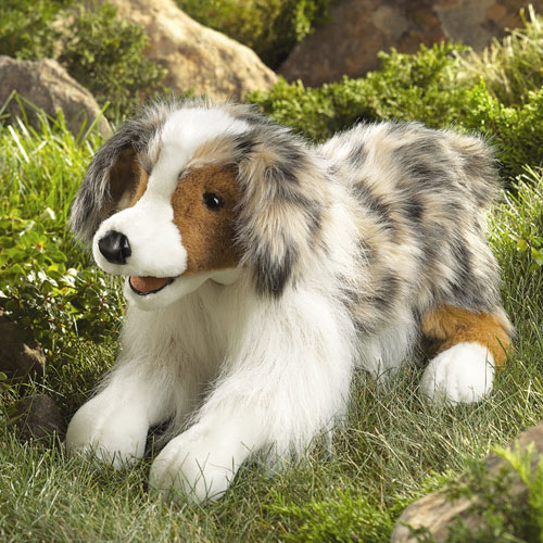 australian shepherd puppies rescue australian shepherd images bloguez australian shepherd puppies rescue australian shepherd images bloguez