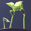 Planting and Growing by MAGIC BEAN WISHES