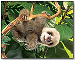 Baby Sloth Puppet by FOLKMANIS INC.