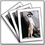 Animals in Hats: Meerkat Note Cards by ASPEN LIGHT IMAGING