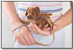 Pawparazzi – Multicolor Wristlet & Collar Glitz Set by NOODLE HEAD INC.