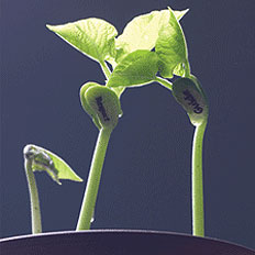 Planting and Growing