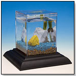 Classic Water Garden Starter Kit Eco-Aquarium by WILD CREATIONS
