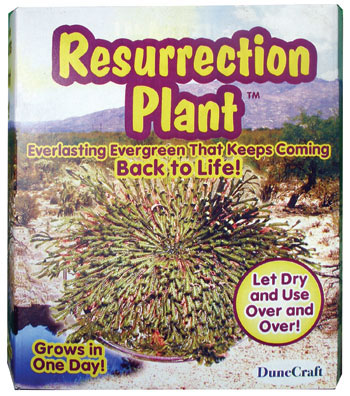 Resurrection Plant by DUNECRAFT INC.