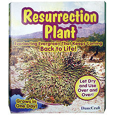 Resurrection Plant by DUNECRAFT INC.