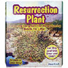 Resurrection Plant by DUNECRAFT INC.