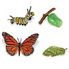 Safariology Life Cycle of a Monarch Butterfly by SAFARI LTD.®