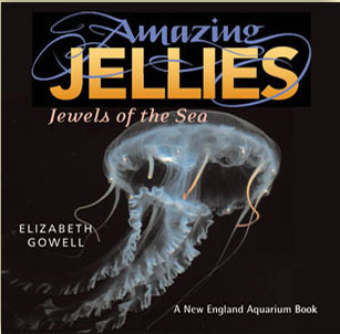 Amazing Jellies by BUNKER HILL PUBLISHING