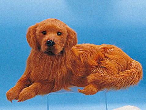 Golden Retriever by FURRY ANIMAL KINGDOM