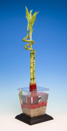 Bamboo Water Garden Starter Kit Eco-Aquarium by WILD CREATIONS