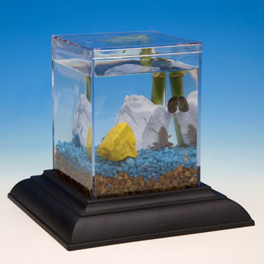Classic Water Garden Starter Kit Eco-Aquarium by WILD CREATIONS