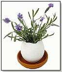 Eggling: Lavender de Provence by NOTED CO