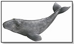 Grey Whale Calf by SCHLEICH NORTH AMERICA, INC.