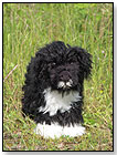 Portuguese Water Dog - Bo From Kosen by KÖSEN USA, Inc.