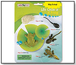 Life Cycle of a Frog Set