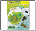 Life Cycle of a Frog by SAFARI LTD.®