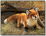 Red Fox by FOLKMANIS INC.