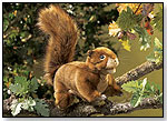 Red Squirrel by FOLKMANIS INC.