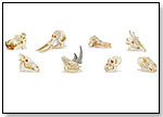 Mammal Skulls TOOBS® by SAFARI LTD.®